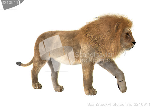 Image of Male Lion