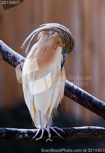Image of Squacco heron