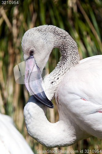 Image of Flamingo