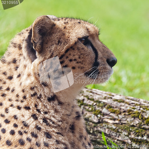 Image of Cheetah