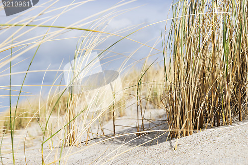 Image of Close dune grass on the Baltic Sea