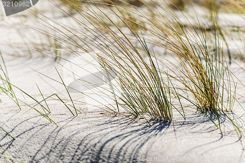 Image of Close dune grass on the Baltic Sea