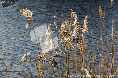 Image of Golden reeds at a lake