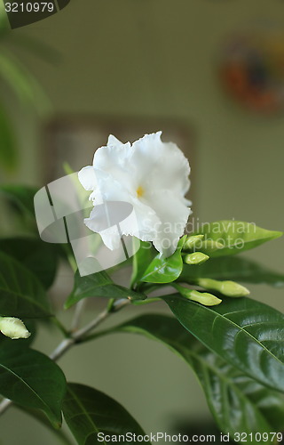 Image of Potted flowers indoor