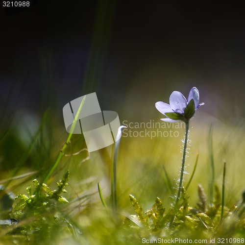 Image of Single backlit Hepatica