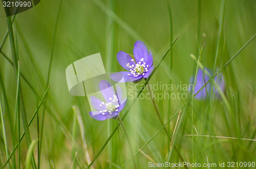 Image of Soft blue Hepaticas