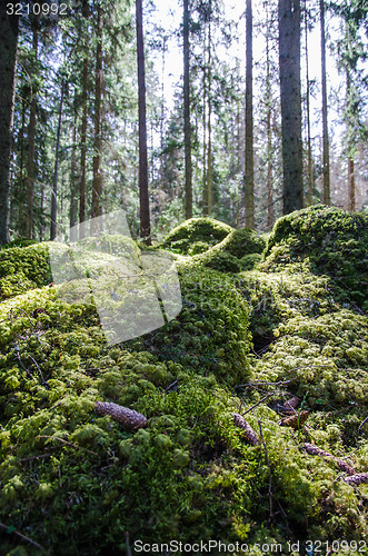 Image of Ground level in a mossy forest