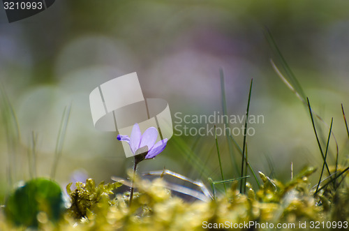Image of Springtime sign flower