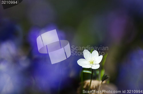 Image of Shiny white Hepatica