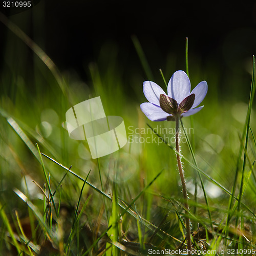 Image of Shiny Hepatica flower