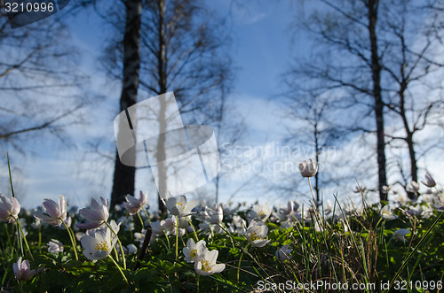 Image of Among windflowers