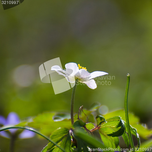 Image of Windflower portrait