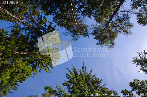 Image of Tree tops from low angle