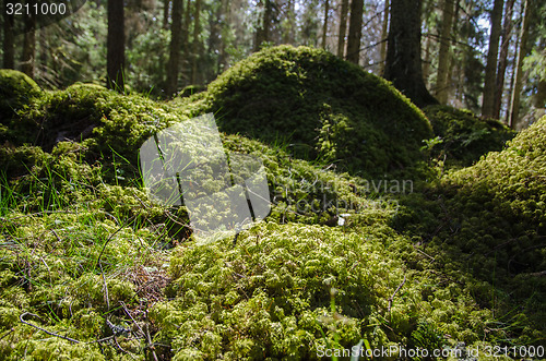 Image of Mossy ground level