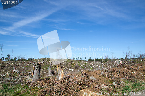 Image of Clear cut forest