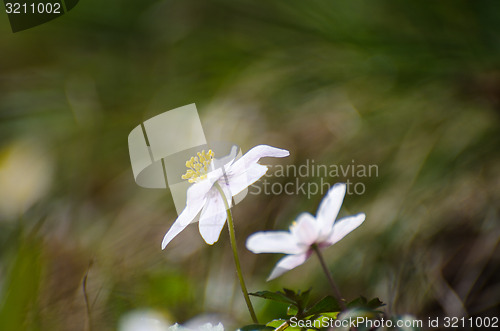 Image of Blossom windflower