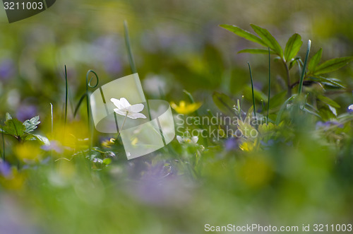 Image of Springtime on the ground