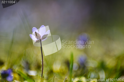 Image of Single Hepatica from low perspective