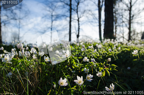 Image of Among windflowers on the ground