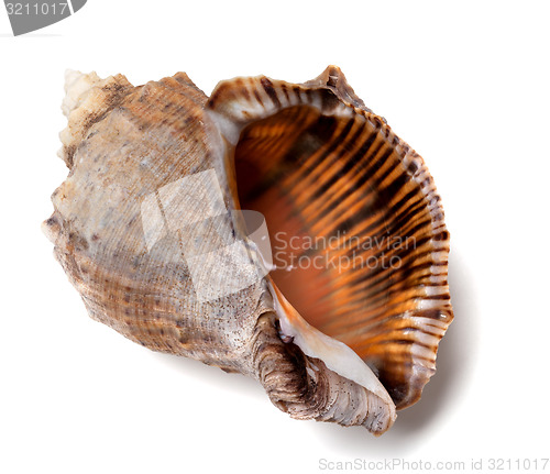 Image of Shell from rapana venosa