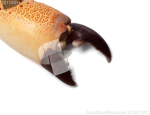 Image of Boiled claw crab at corner with copy space