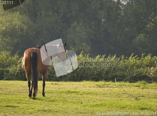Image of Adult Horse