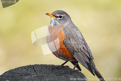 Image of American Robin