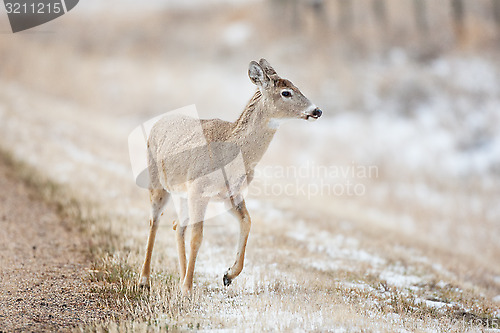 Image of Deer By Road