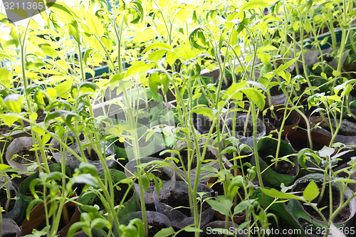 Image of tomato seeding