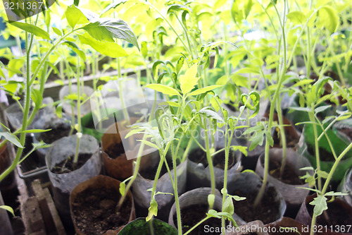 Image of tomato seeding