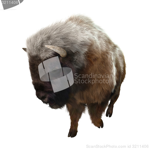 Image of American Bison