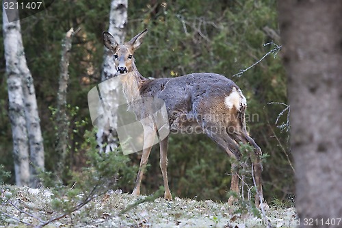 Image of shedding