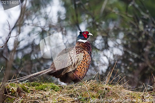 Image of male pheasant