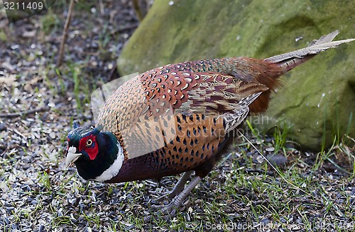 Image of male pheasant