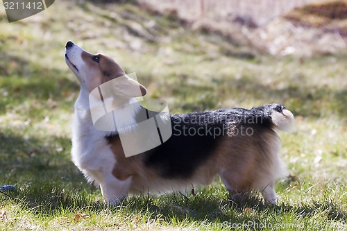 Image of corgi