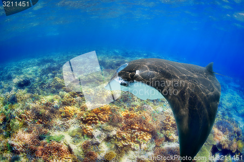 Image of Manta Ray