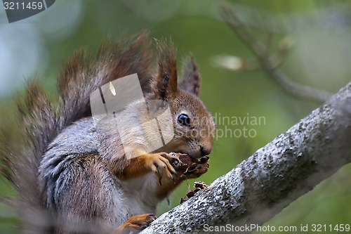 Image of squirrel