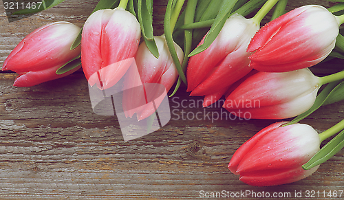 Image of Spring Tulips