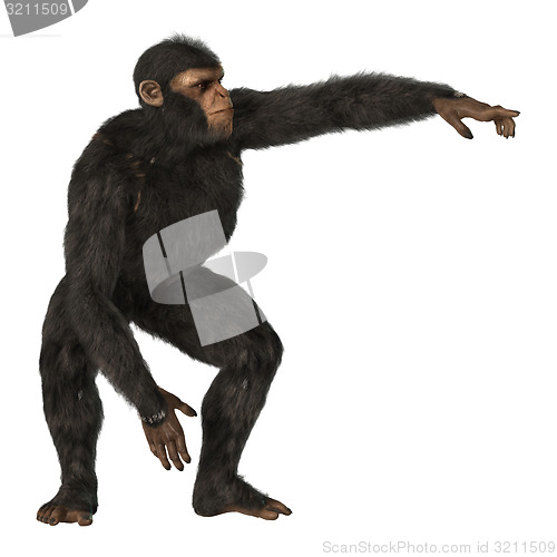 Image of Chimpanzee