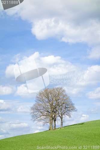 Image of leafless tree