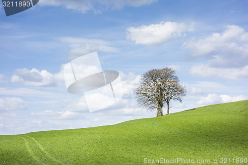 Image of trees and clouds