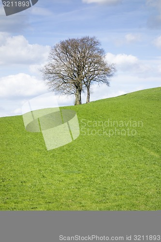 Image of leafless tree