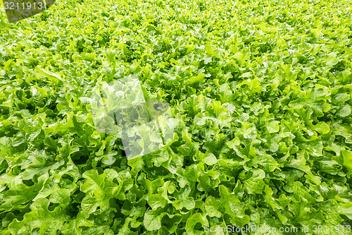 Image of Lettuce field