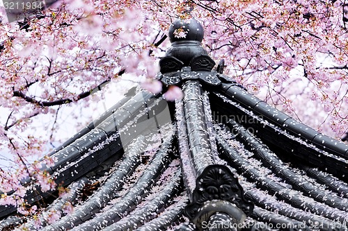 Image of Weeping sakura infront of japanese temple