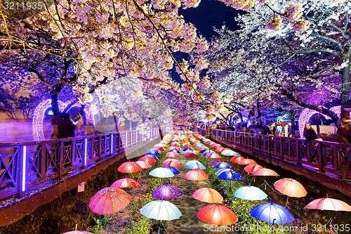 Image of cherry blossoms, busan city in south korea