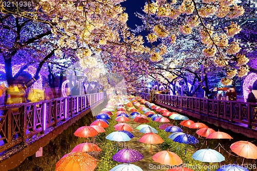 Image of cherry blossoms, busan city in south korea