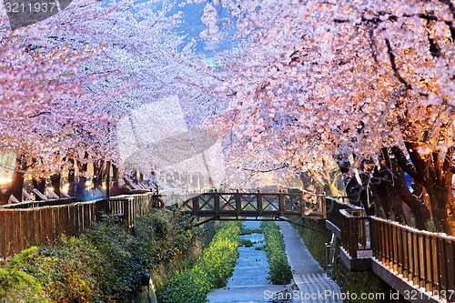 Image of cherry blossoms, busan city in south korea