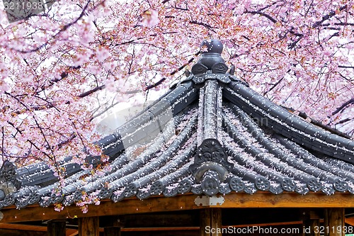 Image of Weeping sakura infront of japanese temple