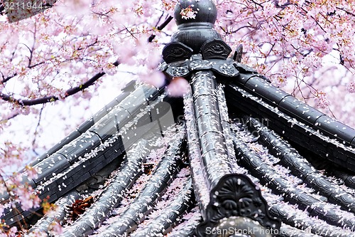 Image of Weeping sakura infront of japanese temple