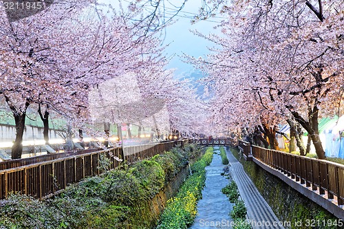 Image of cherry blossoms, busan city in south korea